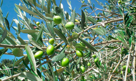 Cultiver des olives : le processus créatif